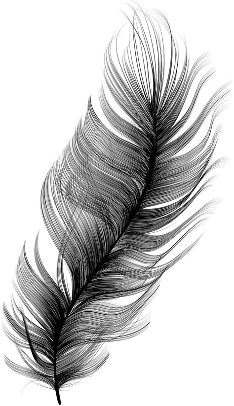 Vector Feather By Designer Artist Maria Montes