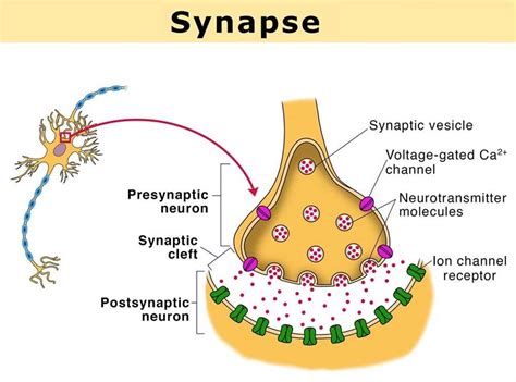 The Complete Guide Unraveling The Anatomy Of Synapse Worksheet Answers