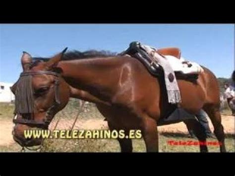 Rodeo De Zahinos Emitido En Telezahinos Youtube