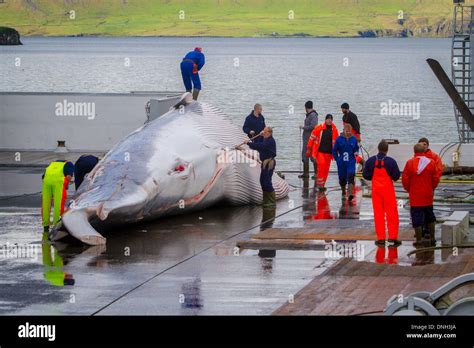 Cutting Up Of A Finback Whale At The Seaside Resort Of Hvalfjordur The