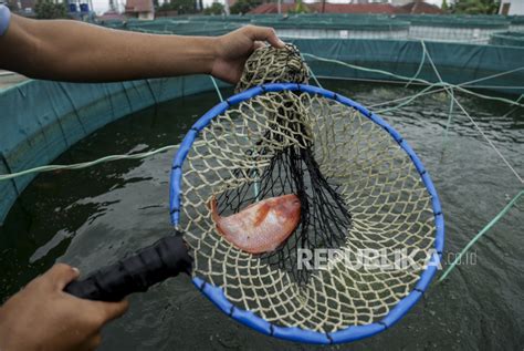 Peningkatan Produksi Ikan Nila Republika Online