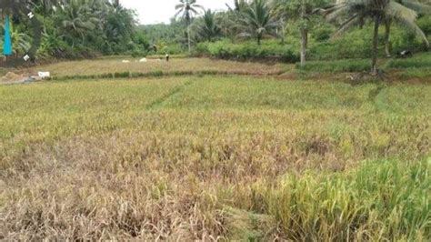 Petani Di Pangandaran Mengeluh Tanaman Padinya Diserang Hama Wereng