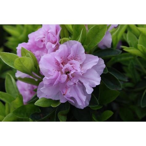 Azalea | Azaleas & Daphnes