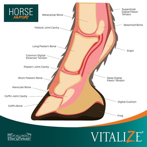 Understanding Horse Leg Anatomy is Key to Bone, Muscle Health - Vitalize