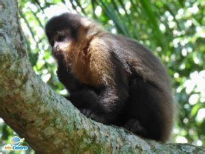 Fonte Dos Amores Intera O Macacos E A Natureza Po Os De Caldas