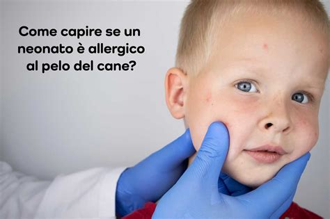 Allergia Al Pelo Del Cane Come Si Manifesta E Come Prevenirla Khani It