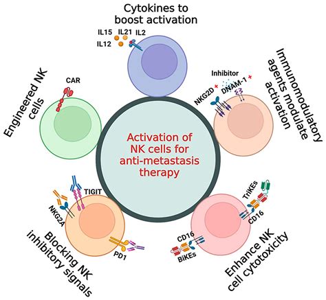 Cancers Free Full Text The Function Of Nk Cells In Tumor Metastasis