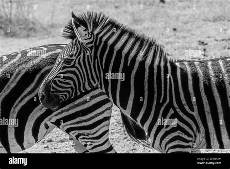 Safari in East Africa plains Stock Photo - Alamy