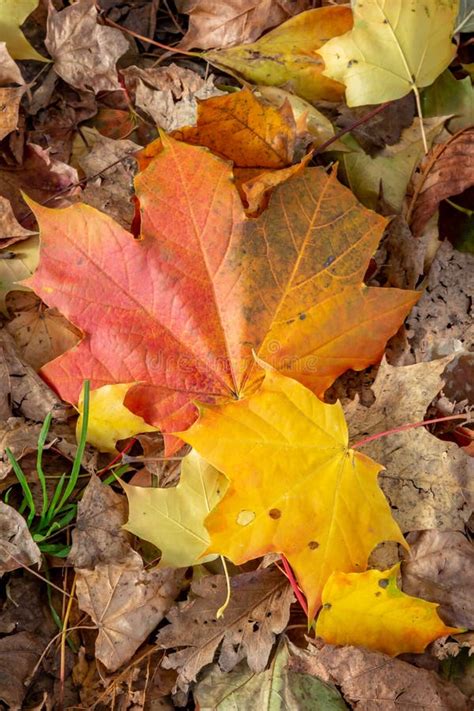 Sycamore Leaves stock image. Image of leaf, maple, pretty - 179305735