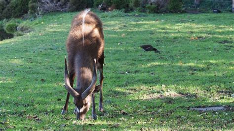 Antelope grazing in the grass 17096545 Stock Video at Vecteezy