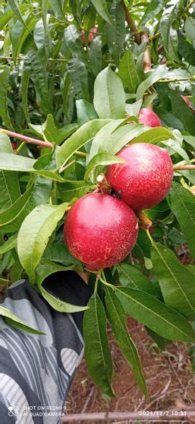 Nectarina PS Polpa Branca Enxertada Loja De Viveiro Freisleben