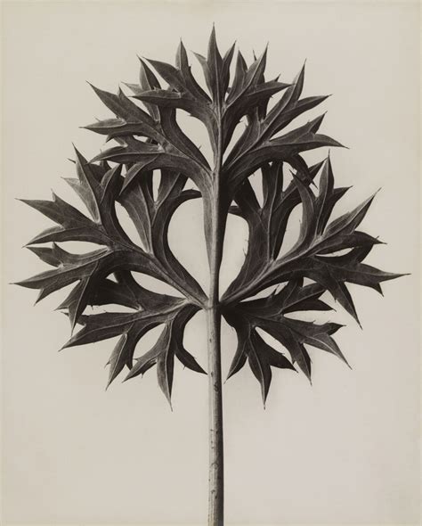 Karl Blossfeldt Art Blart