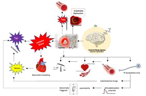 Potential Pathophysiological Mechanisms Implicating Atrial Fibrillation