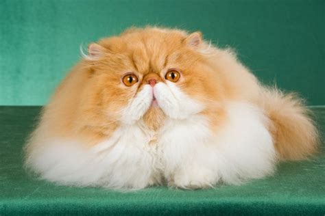 Persian Cat Breed: Size, Appearance & Personality