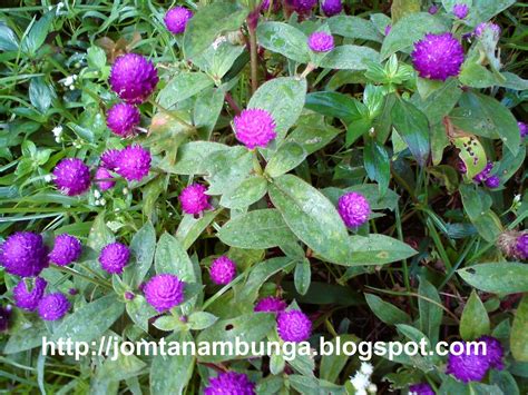 Pokok Bunga Tahan Panas Di Malaysia Sentiasa Berbunga Pokok Bunga