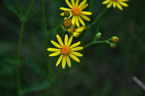 Premium Photo A Yellow Flower With A Green Center Is In The Center Of