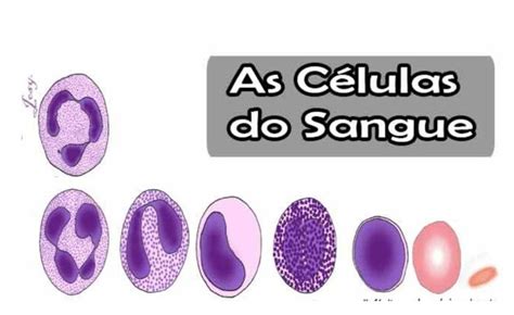 Normalmente As Celulas Do Organismo Humano Realizam A Respiração Aerobica - Normalmente As Celulas Do Organismo - BRAINCP