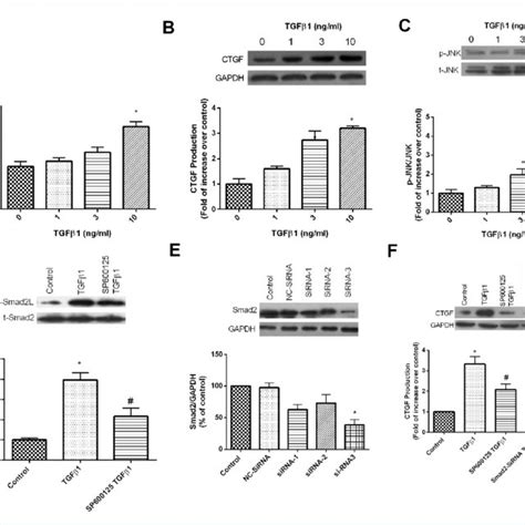 Transforming Growth Factor Comparison A Collagen Production In