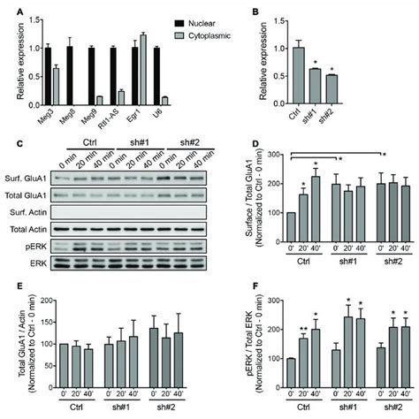 The Expression Of Dlk1 Dio3 Imprinted Lncrnas In The Mouse