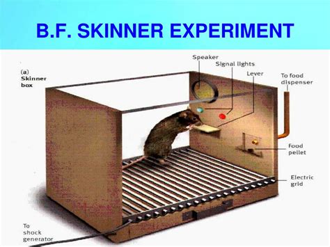 Experimento De Skinner