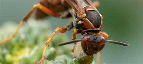 Wasp Removal Redwood Park, SA, 5097 | Bee Removal Services in Redwood Park