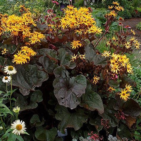 Ligularia Britt Marie Crawford Green Valley Garden Centre