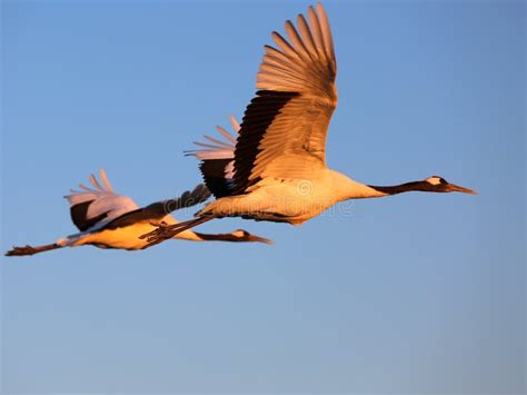 Flying The Red-crowned Crane Bird Stock Image - Image of animal ...