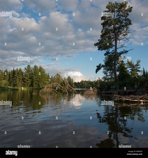 Reflection of trees and clouds in a lake, Lake of The Woods, Ontario ...