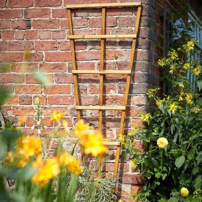 Tom Chambers Prestige Wooden Fan Trellis 180cm X 60cm Plant Support