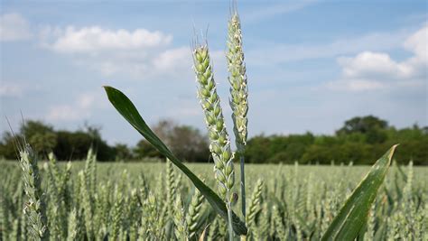 Hybrid Wheat On Syngentas Radar For Uk Growers Farmers Weekly