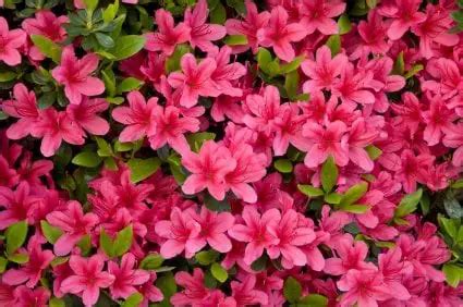 Azalea Flower - Seriously Flowers - Flowers - Gardening