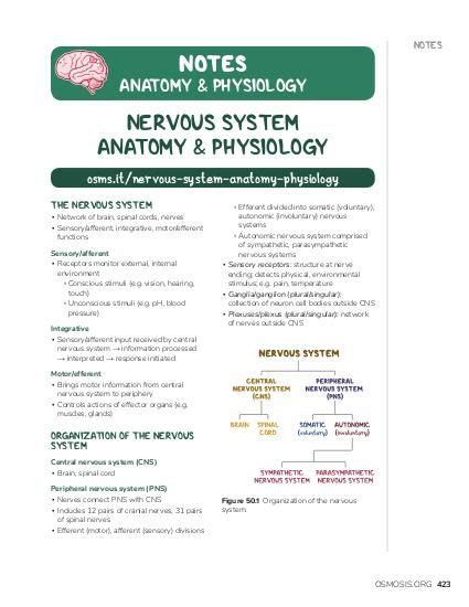 Neuron action potential: Video, Causes, & Meaning | Osmosis