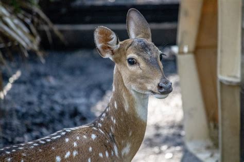 Fallow Deer