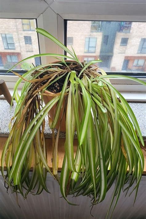 7 Reasons Why Your Spider Plant Leaves Are Breaking And Splitting Balcony Garden Web