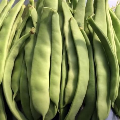 Bean Seeds Mccaslan Pole Bean Black And White Seed