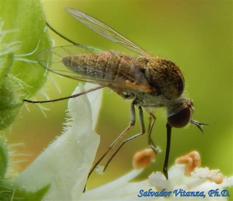 Diptera Bombyliidae Geron Subgenus Geron Bee Fly C Urban Programs