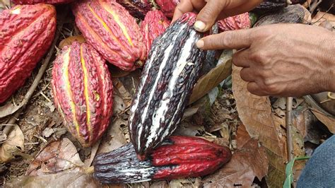 Agroideas Rinde Homenaje A Mujeres Productoras De Cacao Que Lideran