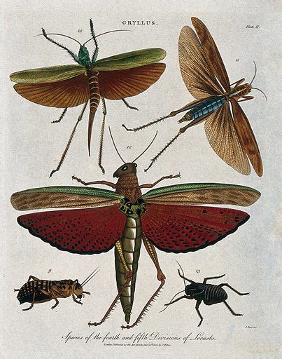 Species of locusts free public domain image | Look and Learn