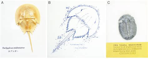 Horseshoe Crab And Trilobite A A Skeletal Specimen Of A Horseshoe Crab