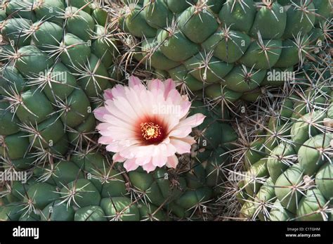 Phoenix, Arizona. Cactus at the Desert Botanical Garden Stock Photo - Alamy