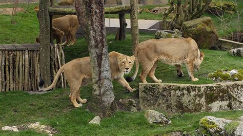 Lion Enclosure for UKs ZSL London Zoo | CLD Systems News