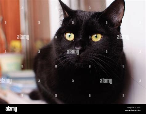 Black Cat On Veranda Stock Photo Alamy