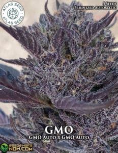 About Atlas Seed | Feminized Autoflower Cannabis Seeds