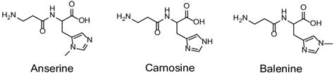 Chemical structures of anserine, carnosine, and balenine. | Download Scientific Diagram