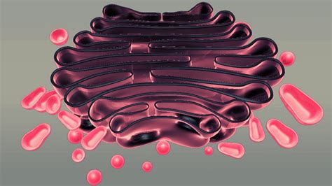 Appareil de Golgi fonction caractéristiques et leur importance dans