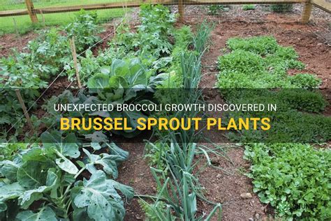 Unexpected Broccoli Growth Discovered In Brussel Sprout Plants Shuncy