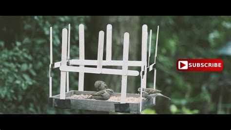 How To Pigeon Proof Your Bird Table Youtube