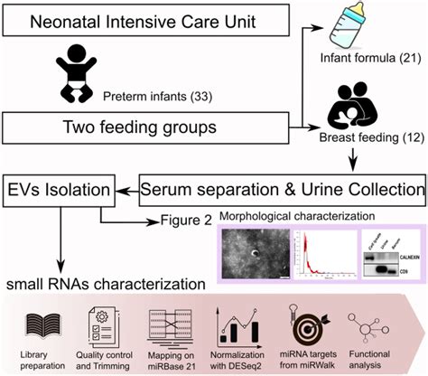 Frontiers Characterization Of Exosomal Micrornas In Preterm Infants