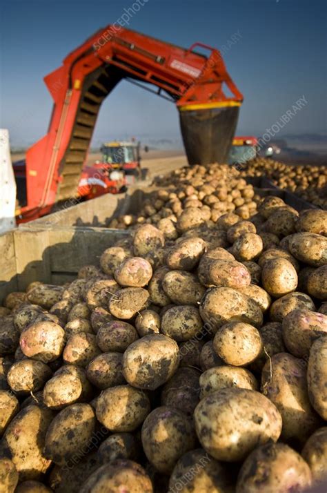 Potato harvest - Stock Image - C012/5500 - Science Photo Library