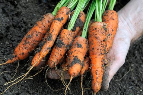 Example of plants with Taproot systems and Fibrous root systems ...